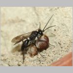 Auplopus carbonarius - Wegwespe 06b 9mm mit Spinne.jpg